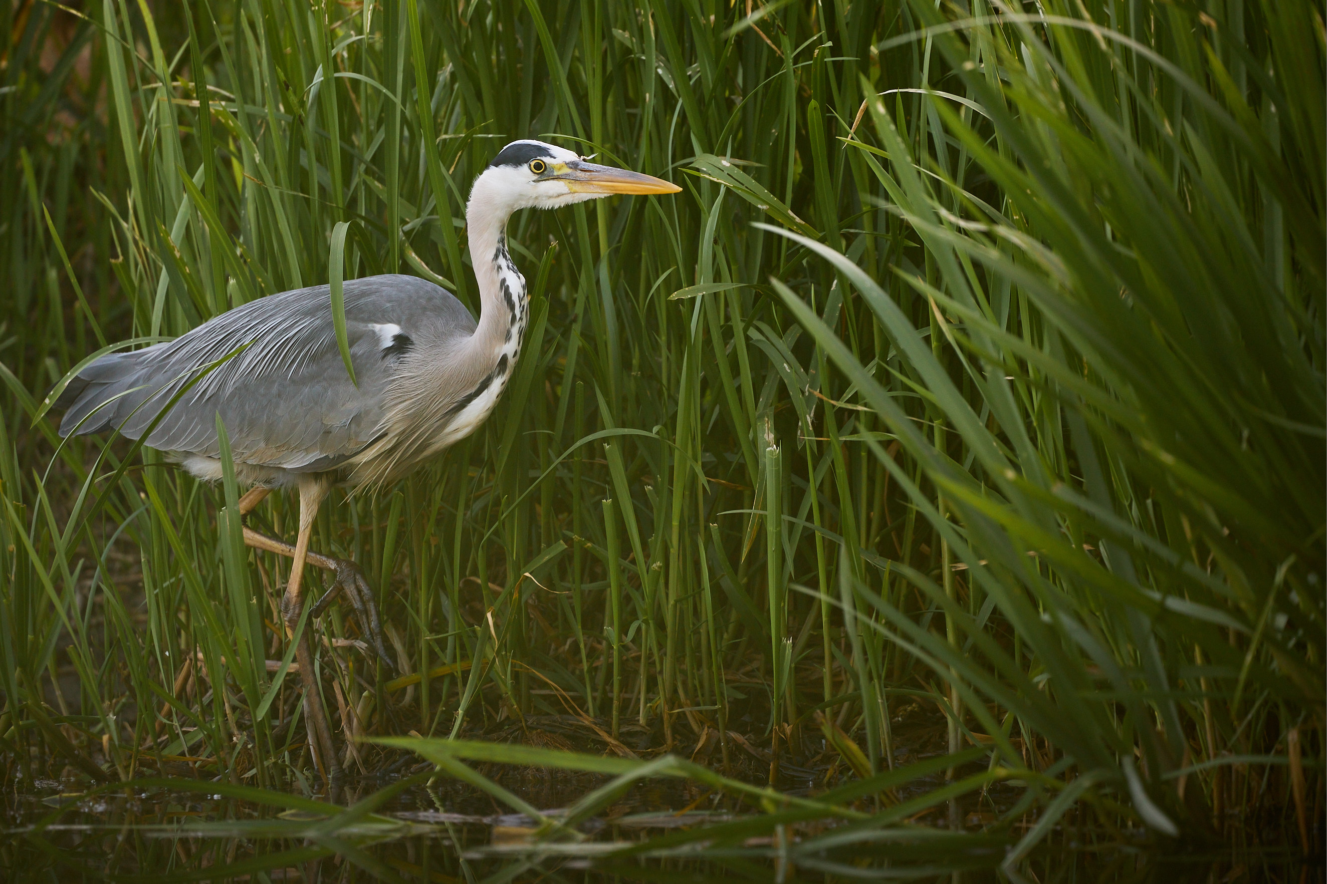 Grey Heron stalking through reeds